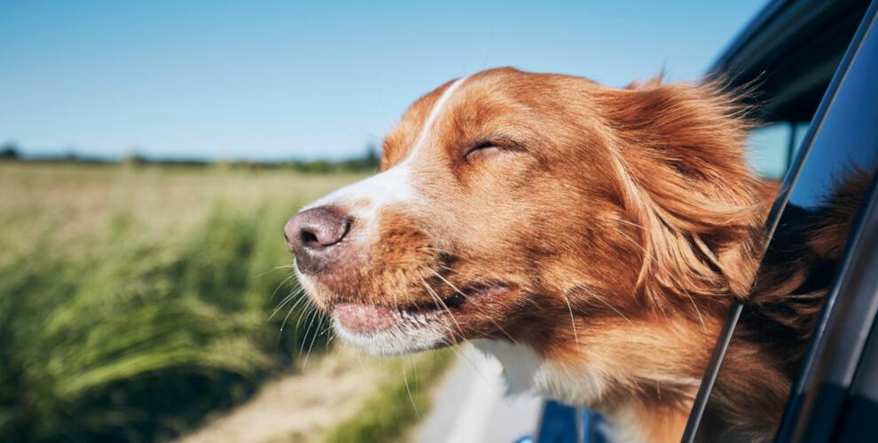 Mit dem Auto in den Urlaub mit Hund